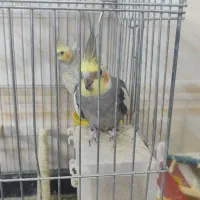 یه جفت عروس هلندی با ضمانت