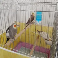 عروس هلندی دونه ای دو تومن  سخن گو