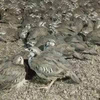 بلدرچین کوهی ۲.۵ ماهه