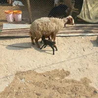 میش دوقلو با دو بره نر