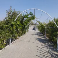 باغچه-ویلایی