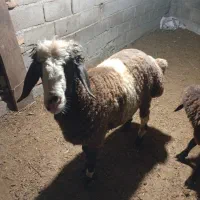 دو..رس نر بره چاق|حیوانات مزرعه|مینودشت, |دیوار