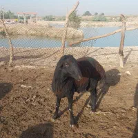 قوچ درجه یک