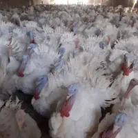 بوقلمون کاملاً ارگانیک