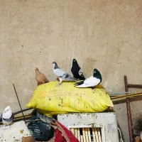 تعدادی کبوتر