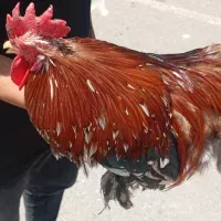 خروس پا کوتاه
