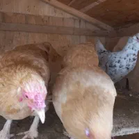 مرغ وخروس|حیوانات مزرعه|کرج, حسین‌آباد|دیوار