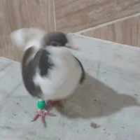 کبوتر ساده سنگی و یک عدد سبز آلمانی|پرنده|مینودشت, |دیوار