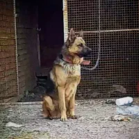 سگ ژرمن|سگ|مبارکه, |دیوار