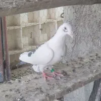 نر دورگ|پرنده|لالی, |دیوار