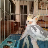 عروس هلندی نر وماده آماده تخم گذاشتن|پرنده|شیراز, گلشن|دیوار