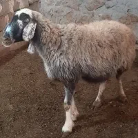 ۲راس سالار میش آبستن ترکی روزگاری|حیوانات مزرعه|شیراز, حافظیه|دیوار