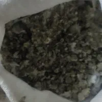 چلغوزکبوتریاکفتر