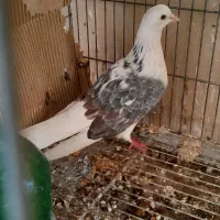 سلام کفتر به شرط پرش