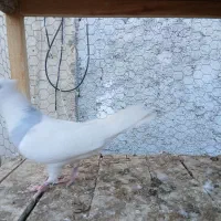 کفتر ناب کاشان|پرنده|تهران, افسریه شمالی|دیوار