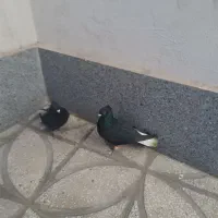 کفتر دمسفید