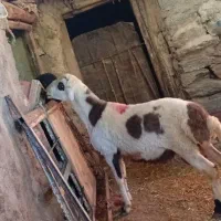 بره قوچ پلنگی