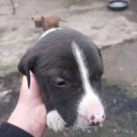 سگ داگو ارژانتین|سگ|رشت, بیجارپس|دیوار