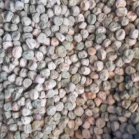 نخود فرنگی ولف هلند درجه یک