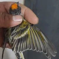 سهره گلبسر قناری بخوان قفسی