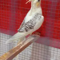 فروش عروس دوکت