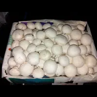 نیازمند کارگر پاره وقت برای کار در پرورش قارچ