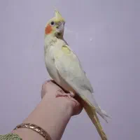 گمشده عروس هلندی