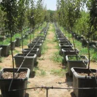 طراحی واجرای فضای سبز،آبیاری قطره ای|خدمات باغبانی و درختکاری|پرند, فاز ۳|دیوار