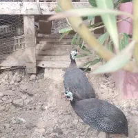 مرغ شاخ دار