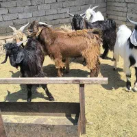 کهره نر