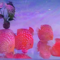 دیسکس گرید بالا ردکاور رد رز