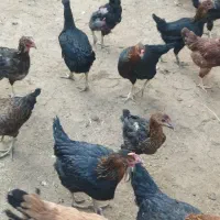 مرغ محلی|حیوانات مزرعه|سبزوار, قصبه شرقی|دیوار