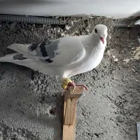 پشت گراف ابلغ نر