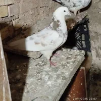 فروش نر شازده