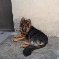سگ گمشده ژرمن شپرد کوتاه قد