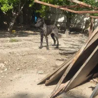 سگ رسمی ماده