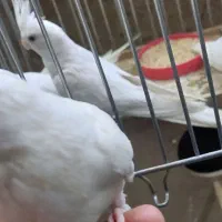 یک جفت البینو مولد