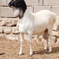 قوچ کله ۳رنگ جفت دوقلو درجه یک یک سن ۷ماه|حیوانات مزرعه|مهران (هرمزگان), |دیوار