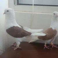 کفتر