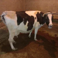 گاو با گوساله