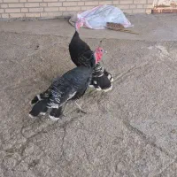 جفت بوغلمون در سوسنگرد