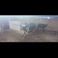 سلام فحل گاومیش درجه یک   لطفاَ بااین