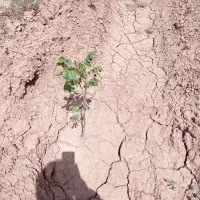 فروش باغ گردوبادام|فروش دفتر صنعتی، کشاورزی، تجاری|تاکستان, |دیوار