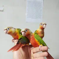 جوجه گرینچیک دبل رد رام و چلوندنی