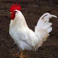 برای فروش