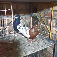 کبوترکله رنگه سینه قناری