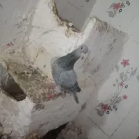 فروش سبز کاکل نسل کرمانی