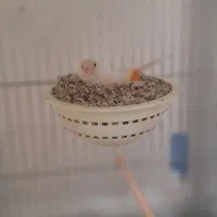 قناری موزاییکی قرمز ( مولد واقعی )