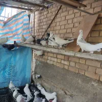 فروش تعدادی کبوتر|پرنده|دلیجان, |دیوار