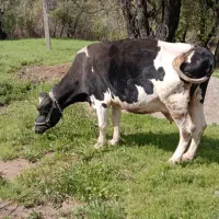 گاو چاق چاق درجه یک معاوضه باگاو۴۵ تاشیر